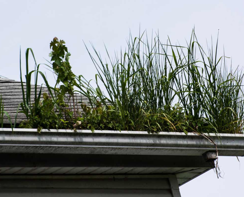 plants growing in gutter