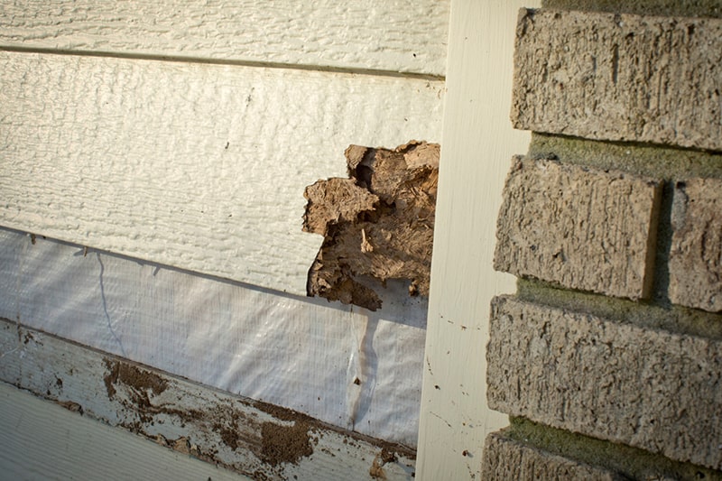 siding rot